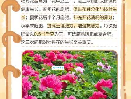 牡丹花几点开花 掌握这些时间赏花更尽兴