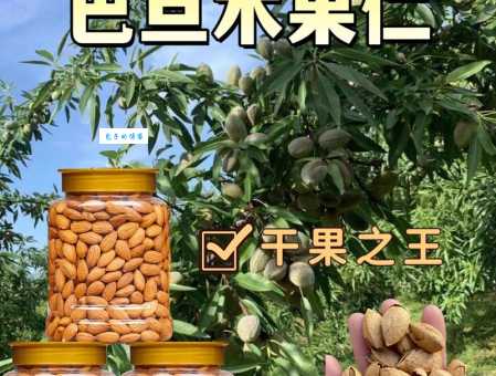 巴旦木是什么树的果实 带你认识扁桃树的秘密