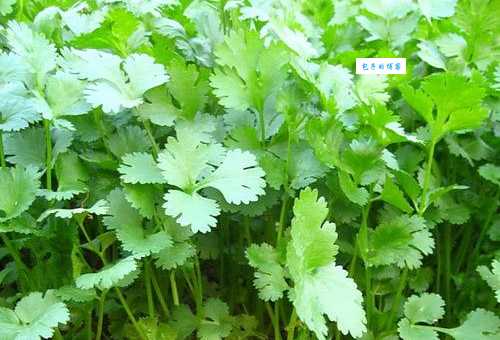 芫荽怎么读别再读错了正确发音在这里