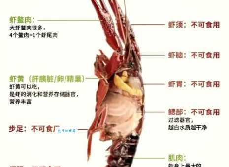 大龙虾怎么吃才不浪费 这些部位千万别错过