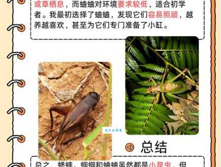 促织是蟋蟀还是蝈蝈 教你快速分辨这两种昆虫