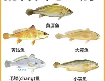 黄花鱼是海鱼吗 黄花鱼的营养价值和食用方法