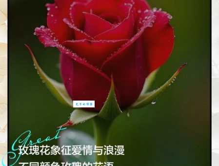 玫瑰花到期了下一句什么意思 网友热议情感解读