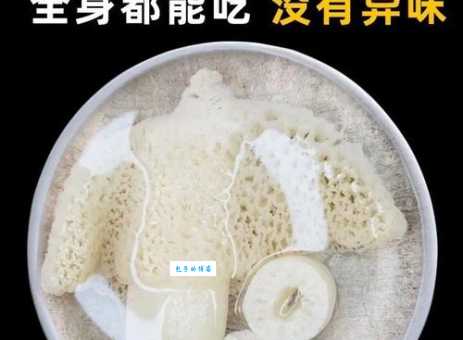 长裙竹荪价格贵不贵哪里可以买到正宗货