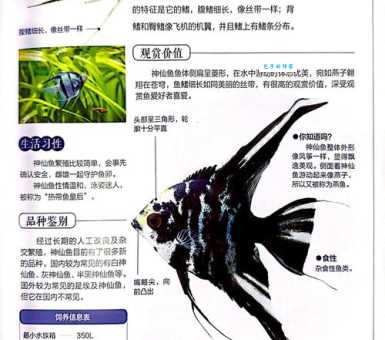 热带鱼的种类大全 新手养鱼必看的热带鱼图鉴