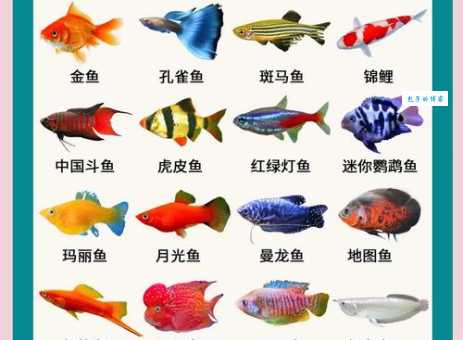 热带鱼的种类大全 新手养鱼必看的热带鱼图鉴