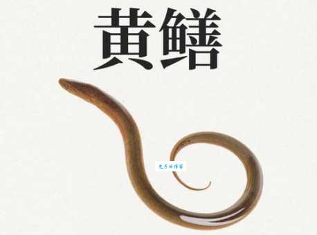 鳝始鳝终什么意思 原来是指黄鳝的一生
