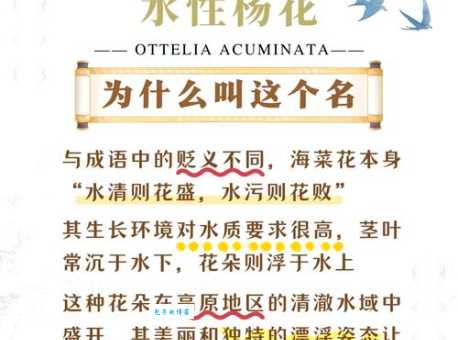 水性杨花是什么意思这个成语的来历你知道吗