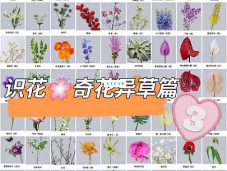 奇花异草中的异是什么意思其实很好理解
