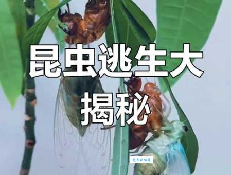 金蝉脱壳的意思解析 教你如何巧妙脱身