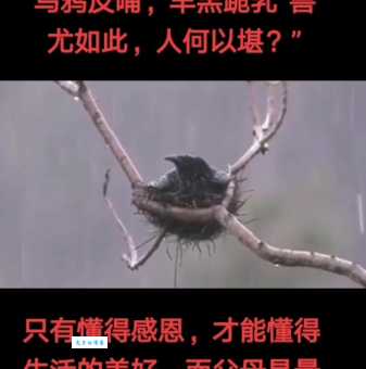 乌鸦反哺是什么意思动物界的孝道让人感动
