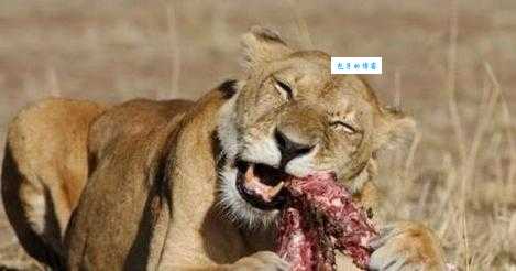 茹毛饮血是什么意思 古人生活竟然如此原始野蛮