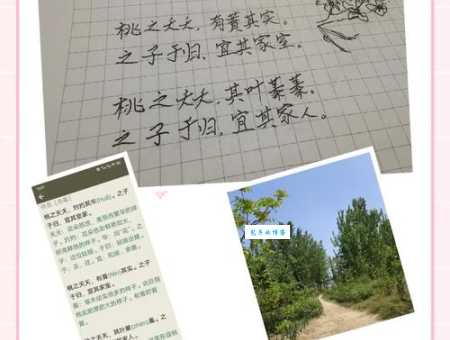 桃之夭夭灼灼其华什么意思 诗经名句解析与赏析