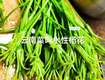 水性杨花的意思是什么 如何判断一个人水性杨花