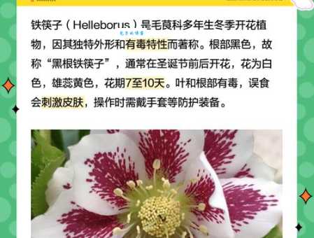 圣诞玫瑰结局什么意思原来隐藏这么多细节