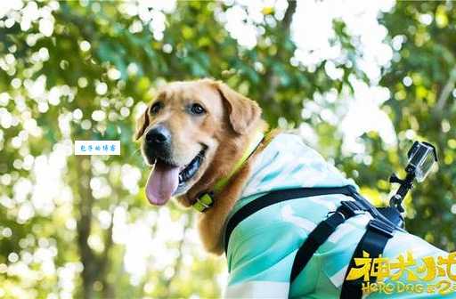 神犬小七大结局是什么剧情大揭秘来啦