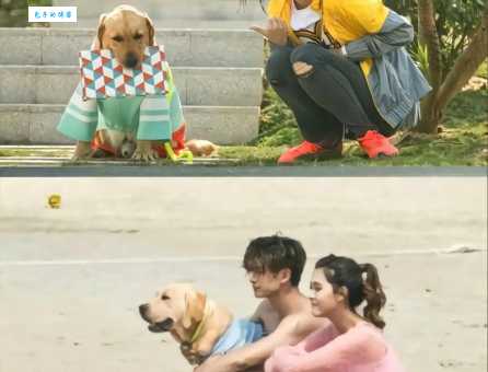 神犬小七大结局是什么剧情大揭秘来啦