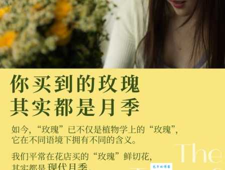 圣诞玫瑰结局背后的故事原来还有这些彩蛋