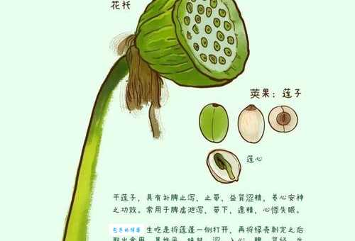 炒芙蓉蟹是什么地方的菜 揭秘这道菜的家乡故事