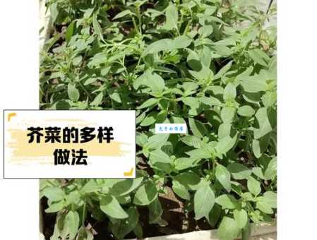 茎菜类蔬菜有哪些适合减肥期间食用