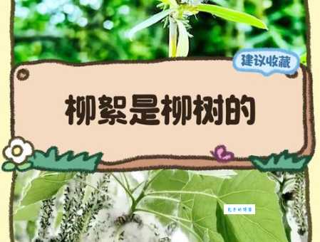 身如柳絮随风摆是什么意思 古人用柳絮比喻什么