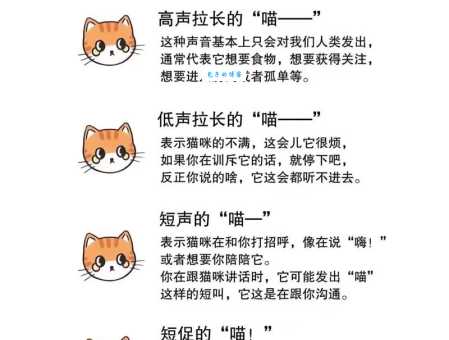 喵星人是什么意思 带你了解猫咪的趣味称呼