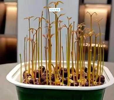 胚芽鞘是什么颜色 揭秘植物生长的第一道保护伞