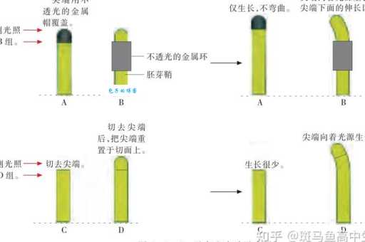 胚芽鞘是什么颜色 揭秘植物生长的第一道保护伞