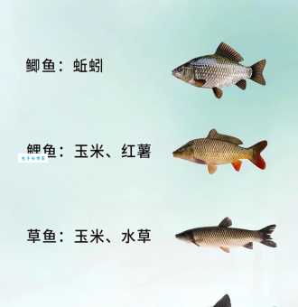 鱼类三场是什么新手必看的钓鱼技巧解析