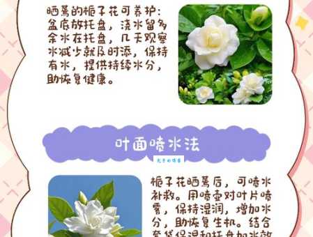 晒蔫的意思和原因夏天养花要注意什么