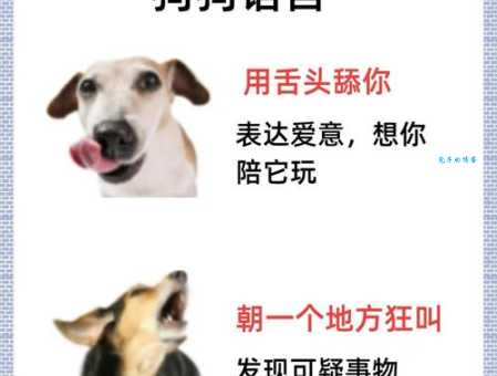 狗别怂狗再叫是什么意思网络热词含义揭秘