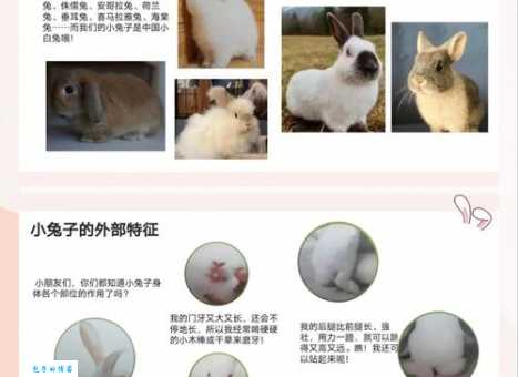马克兔是什么意思 揭秘这个网络流行语的由来