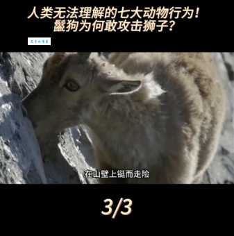 趁火打劫打一动物答案出乎意料竟是这个常见物种