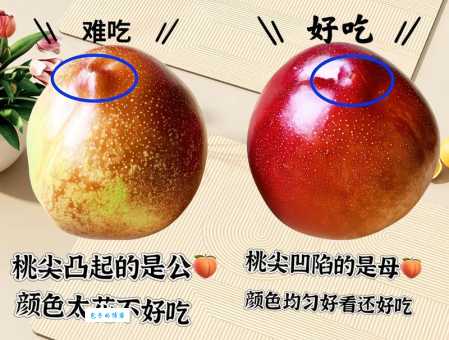 想桃子吃是啥意思网络流行语解析来了