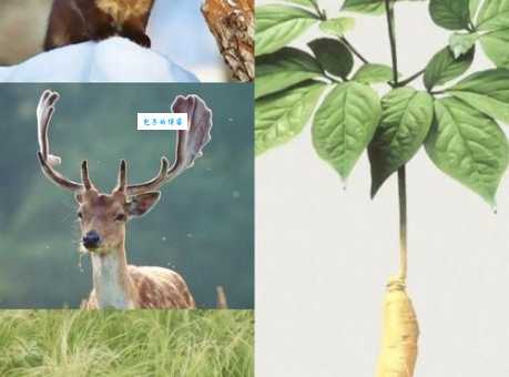 乌拉草的特点与价值这种草为何如此珍贵