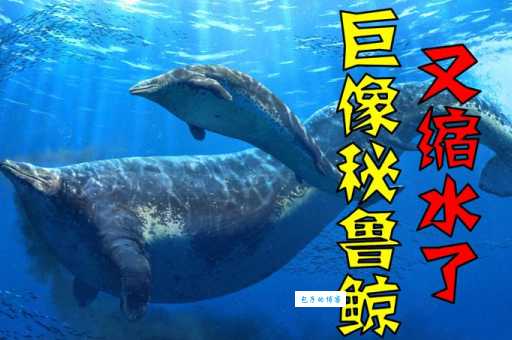 尾申鲸又是什么东西揭秘这种神秘生物的真实身份