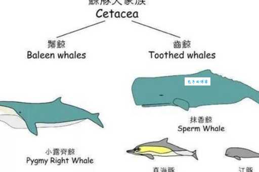 尾申鲸又是什么东西揭秘这种神秘生物的真实身份