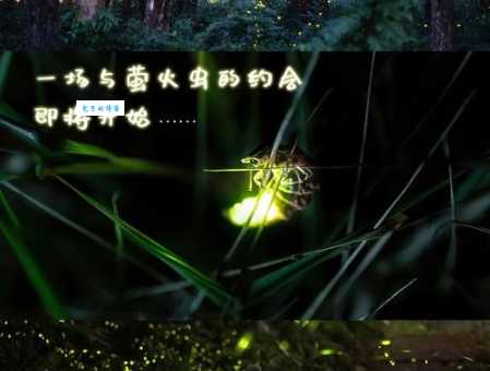 萤火虫打一个地名这个城市名你绝对想不到