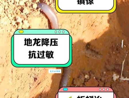 蚯蚓打结是什么意思 原来蚯蚓也会自己打结