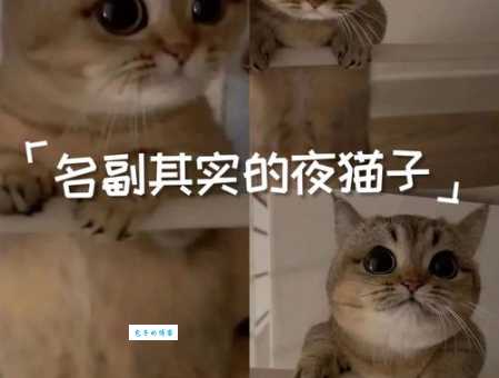 什么动物天天熬夜这些夜猫子你认识几种