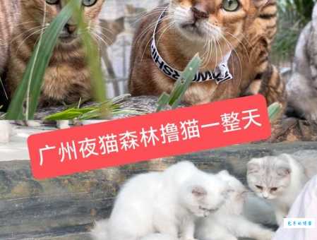 什么动物天天熬夜这些夜猫子你认识几种