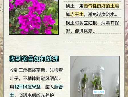 晒蔫是什么意思 避免植物晒蔫的小妙招