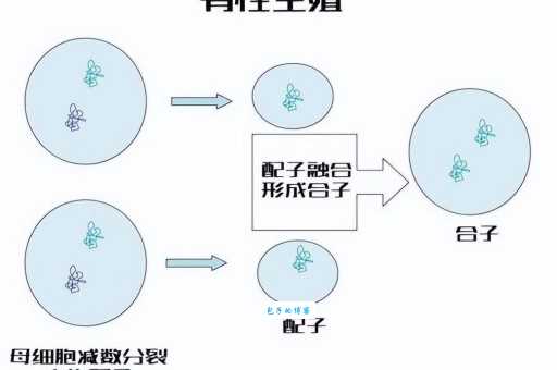 繁殖和繁衍的区别一次给你讲清楚不再混淆