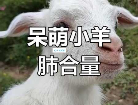 小羊会脏的是什么梗网友都在玩这个梗