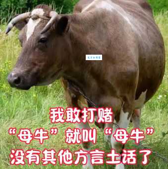 母捏牛是什么意思这个梗的由来你知道吗
