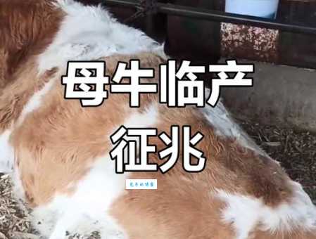 母捏牛是什么意思这个梗的由来你知道吗