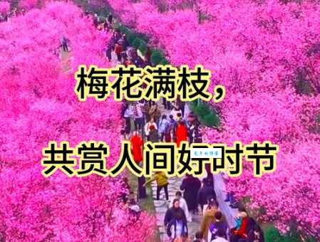 梅林是什么意思 梅林在文化中的象征意义