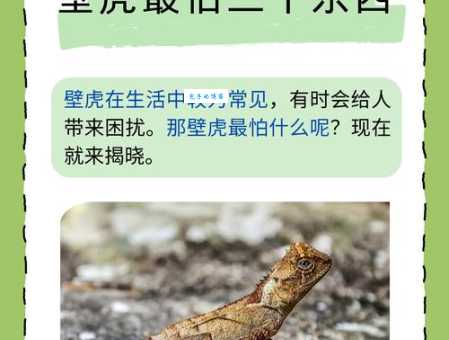 什么动物最爱贴在墙上 壁虎的脚底有什么秘密