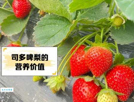 士多啤梨是什么意思一分钟告诉你这个水果的秘密
