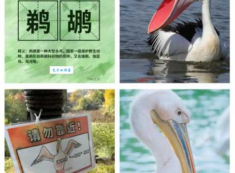 鹈鹕怎么读一分钟学会这个字的正确念法